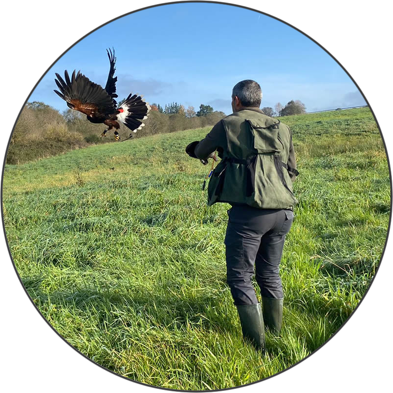 Foto dos AGCCA AGCCA Cetrería Galicia Cetrero