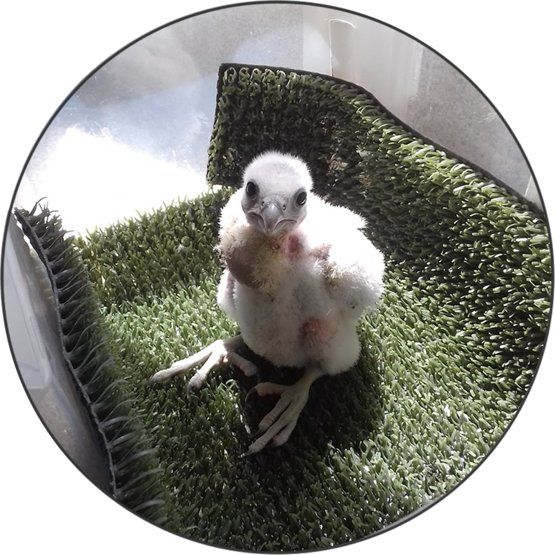 Foto tres AGCCA AGCCA Cetrería Galicia ave rapaz